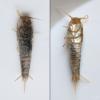 Lepisma saccharina